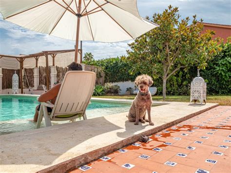 airbnb pet friendly|best pet friendly airbnb 2021.